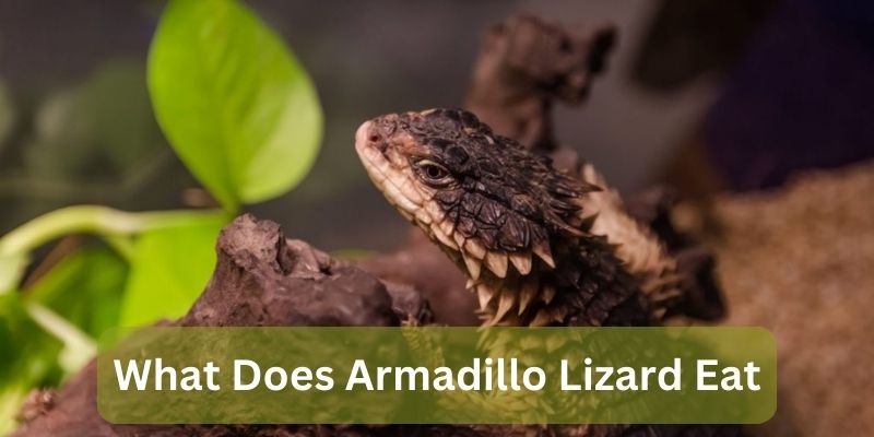 What Does Armadillo Lizard Eat