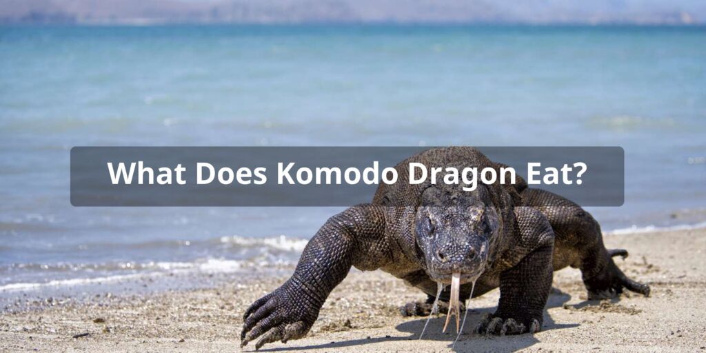 What Does Komodo Dragon Eat - Komodo Dragon Diet