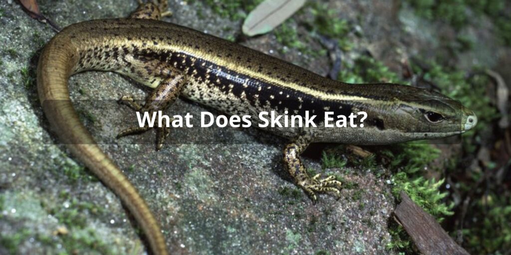 What Does Skink Eat - Skink Diet
