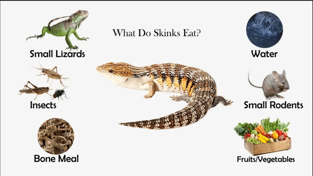 What Does Skink Eat - Skink Diet