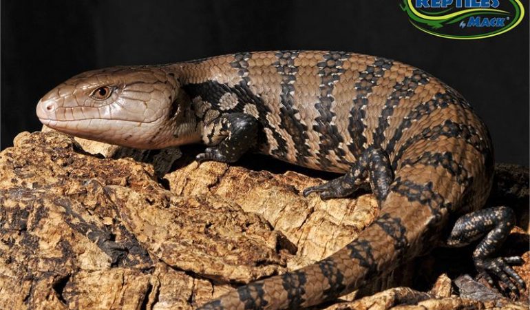Rules and Tips for Feeding Your Skink