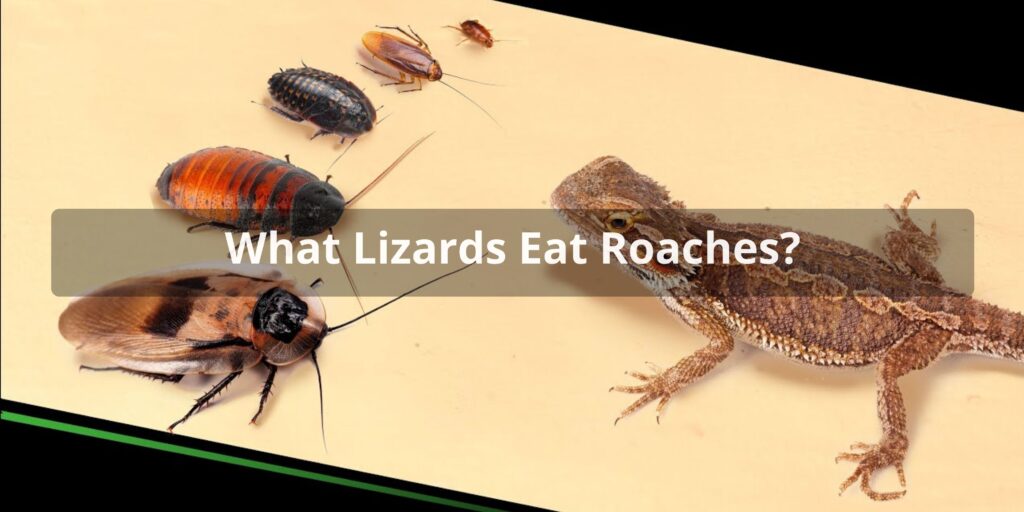What Lizards Eat Roaches