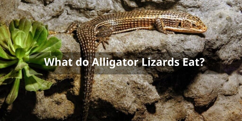 What do Alligator Lizards Eat