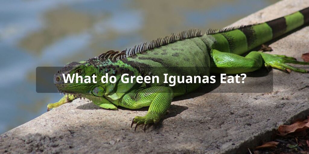 What do Green Iguanas Eat - Green Iguana Diet