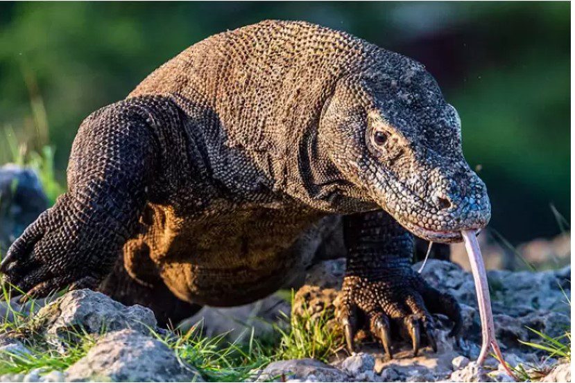 Essential Foods for Monitor Lizard Diet