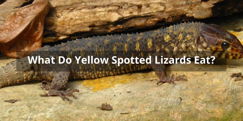 Yellow Spotted Lizard Diet