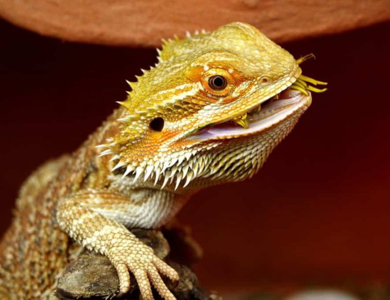 Bearded Dragons: Natural Diet and Preferences