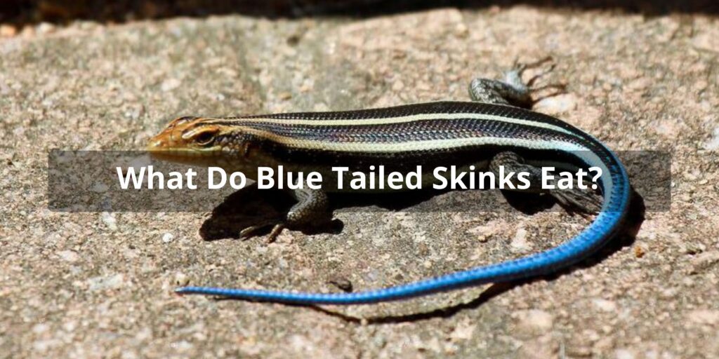 blue tailed skinks diet