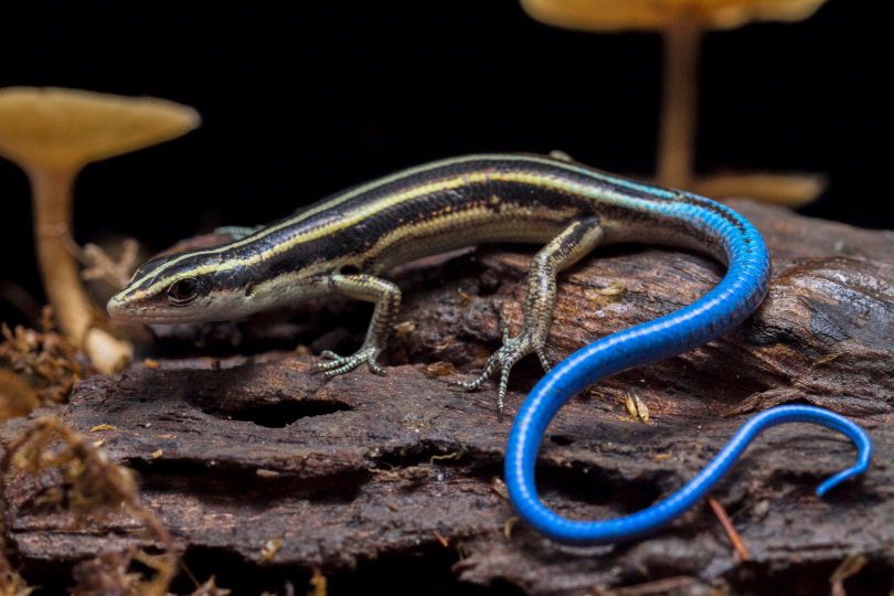 Feeding Guidelines for Blue tailed skinks Owners
