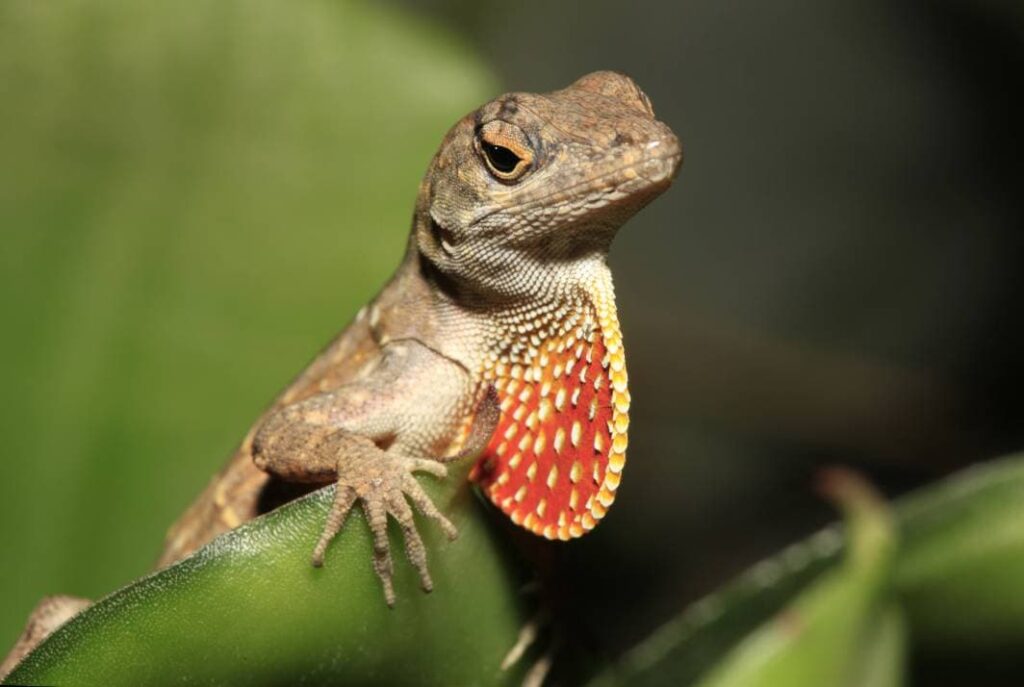 Feeding Guidelines for Brown Anoles Owners