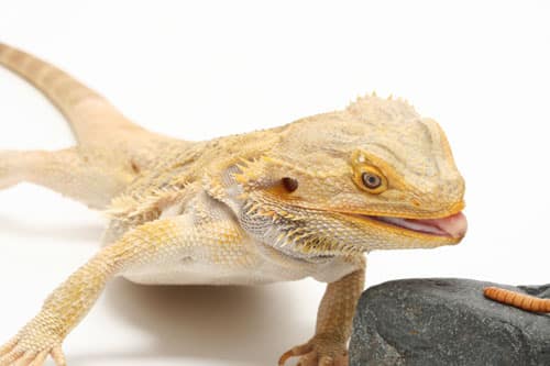 Giving Medication to Lizards