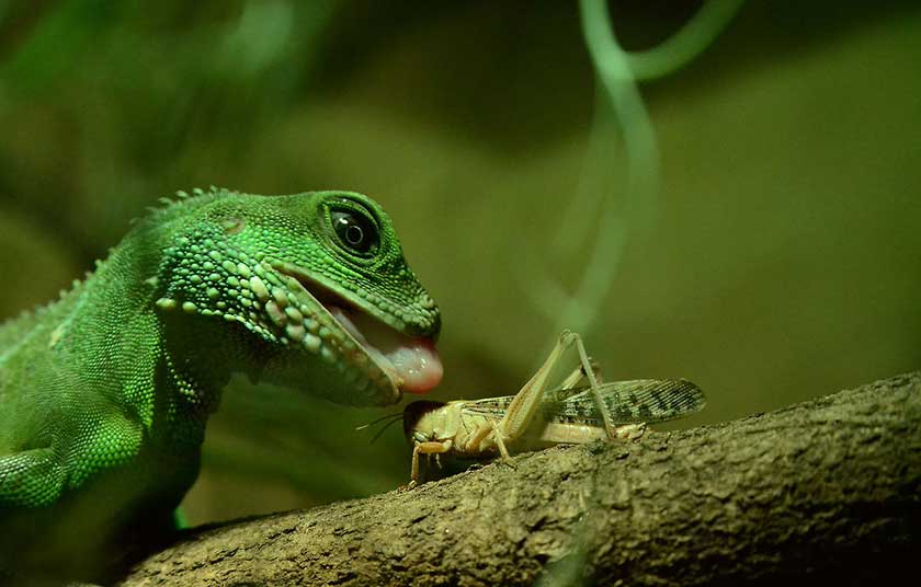 Essential Foods for Chinese Water Dragon Diet