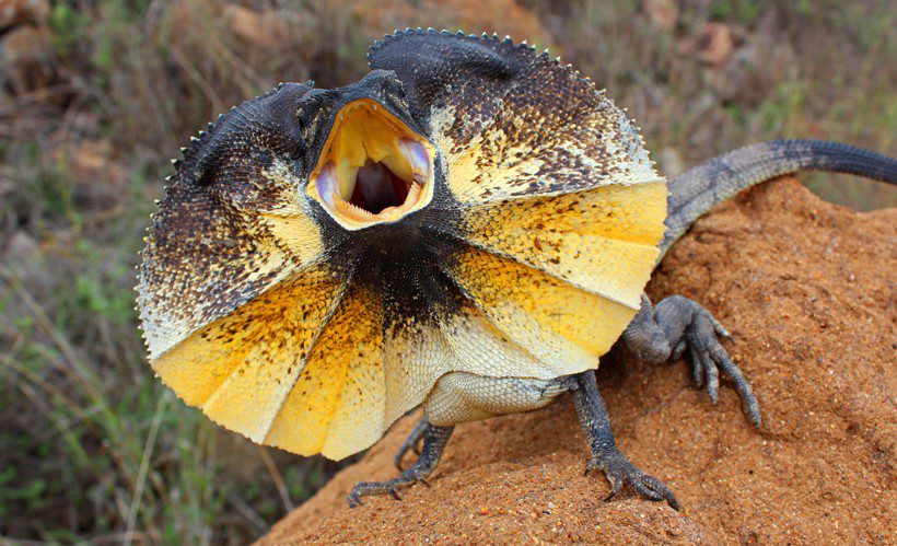 Essential Foods for Frilled Neck Lizard Diet