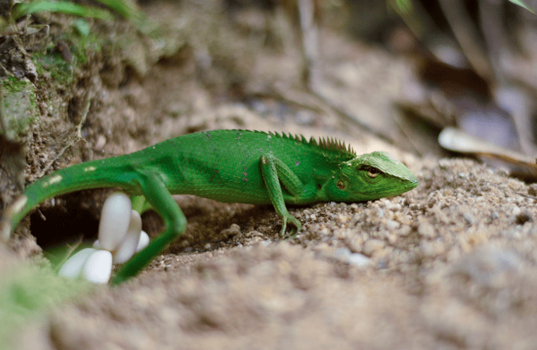 Egg-laying (Oviparous) Lizards