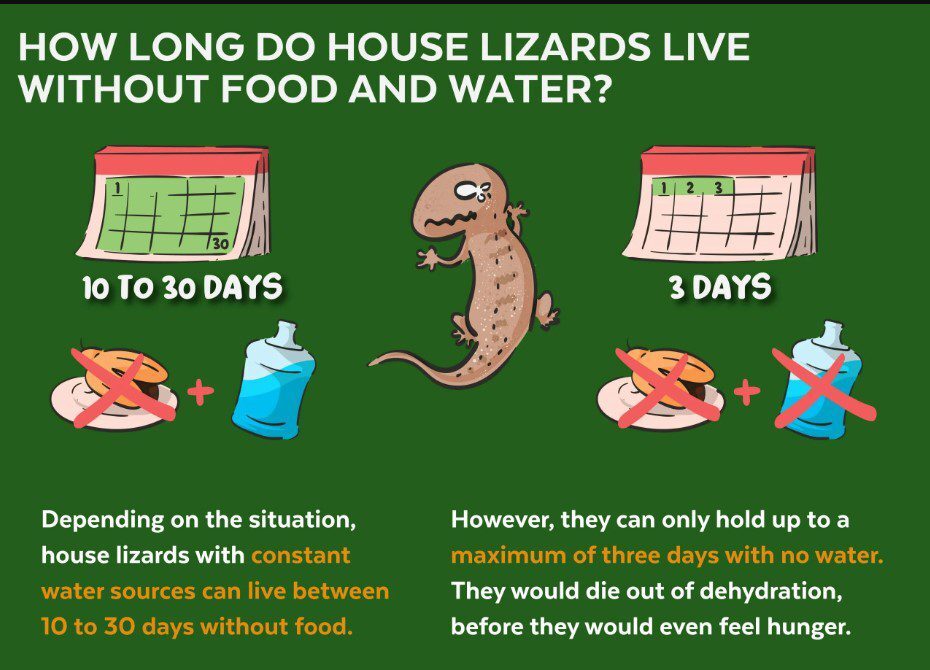 How long lizard live without food