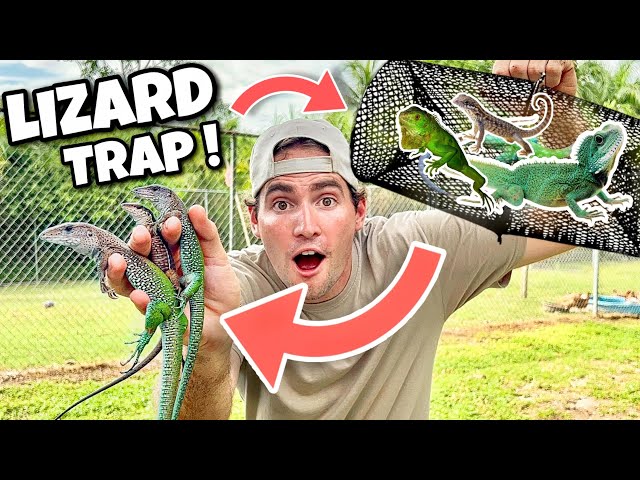 Using trap to catch lizard in the House