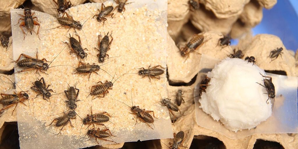 How to Keep Crickets Alive for Reptile Food