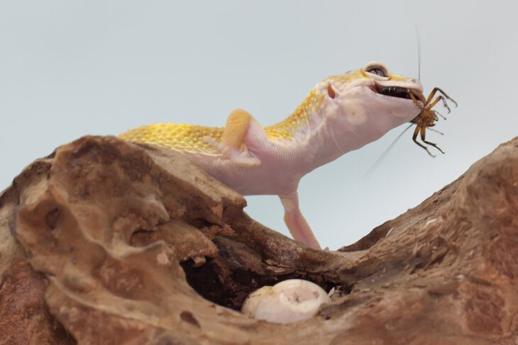 How to Keep Crickets Alive for Reptile Food