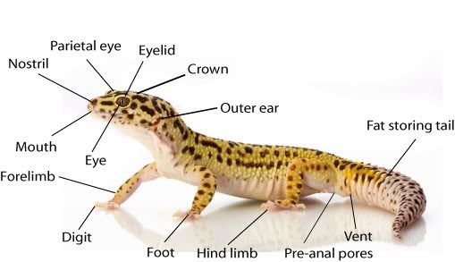 Look for Physical Differences of Lizard