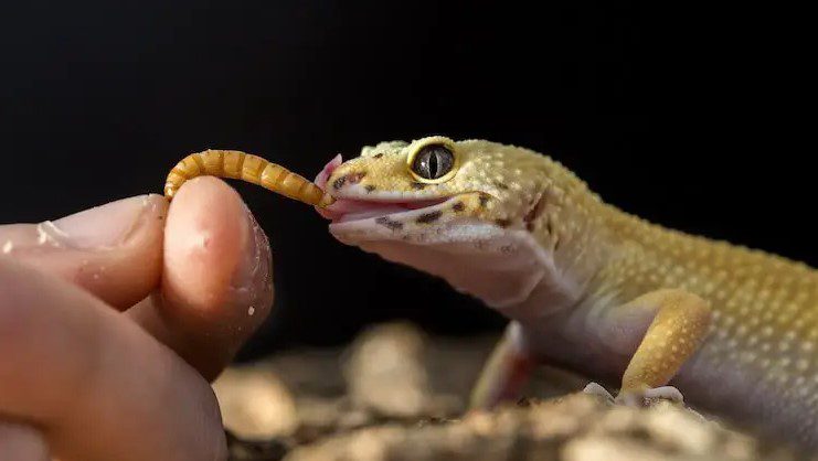 What do leopard gecko eat - leopard gecko diet