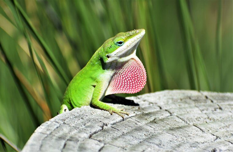 What Can't Anole Lizards Eat?