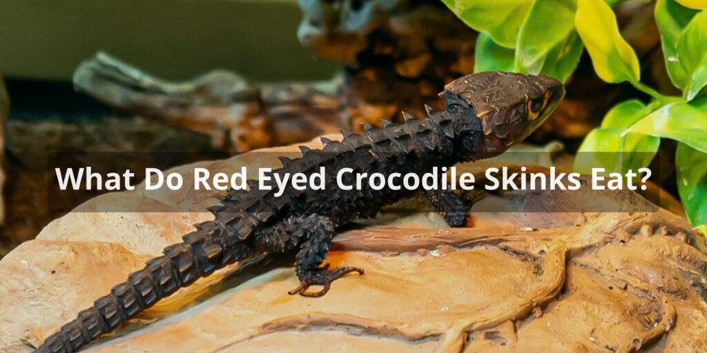 red eyed crocodile skink diet
