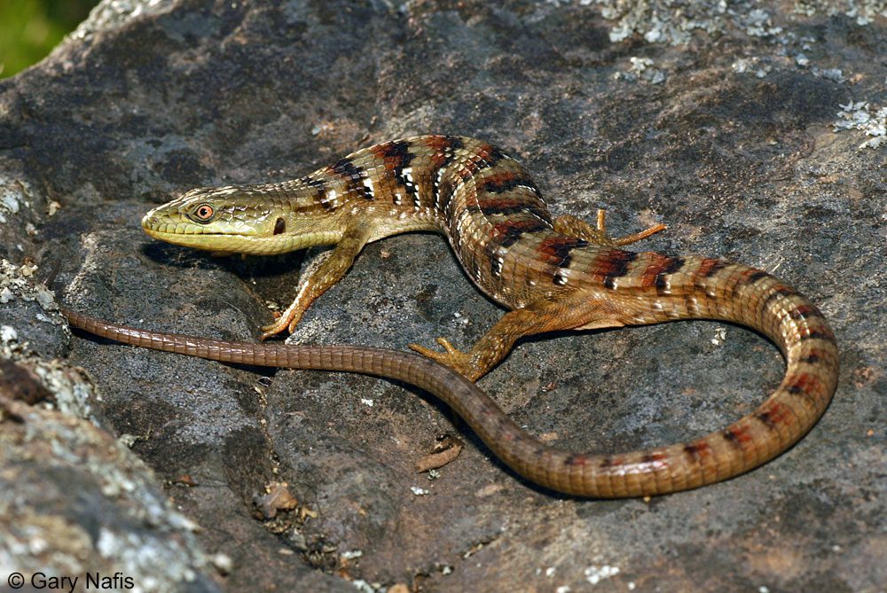 Feeding Guidelines for Southern Alligator Lizard Owners