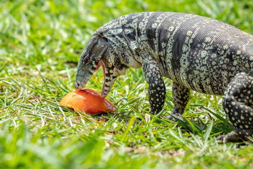 Feeding Guidelines for Tegu Owners