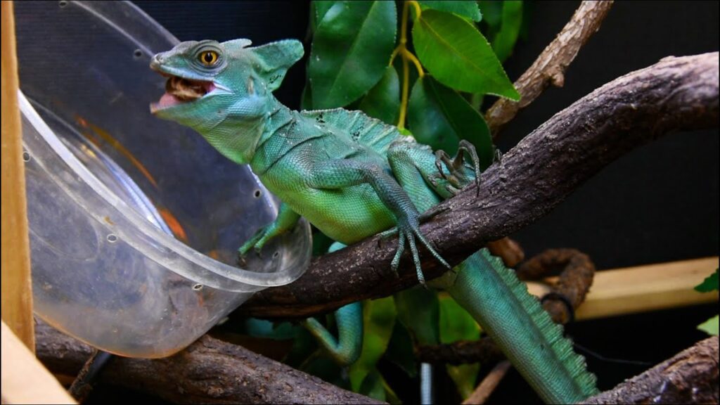 Rules and Tips for Feeding Your Basilisk Lizard