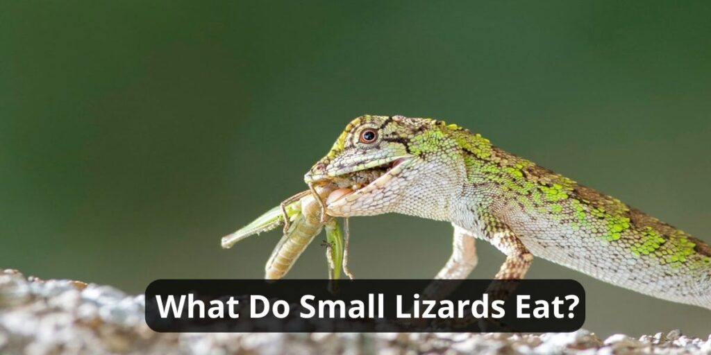 what do small lizards eat