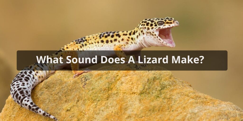 what sound does a lizard make
