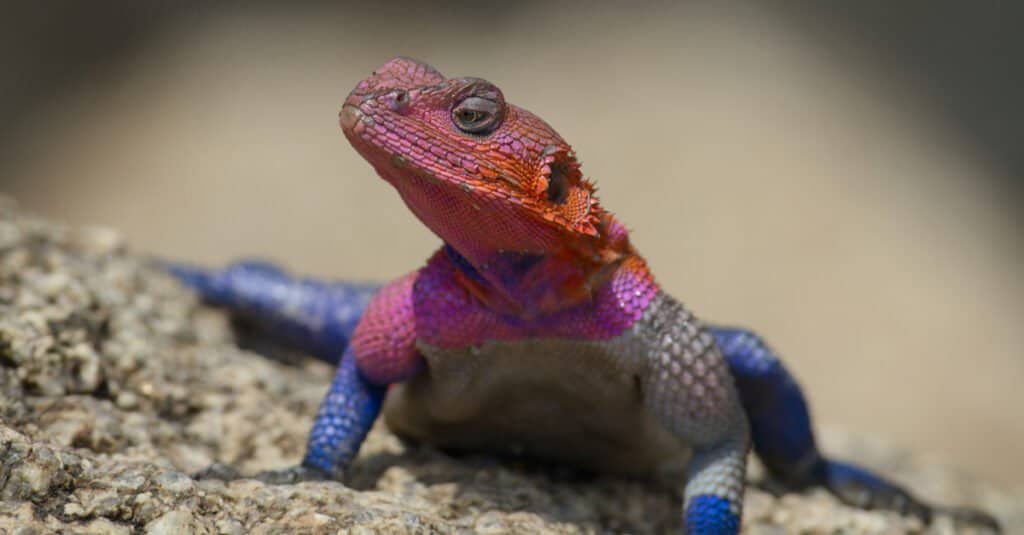 Lizard have bright colors