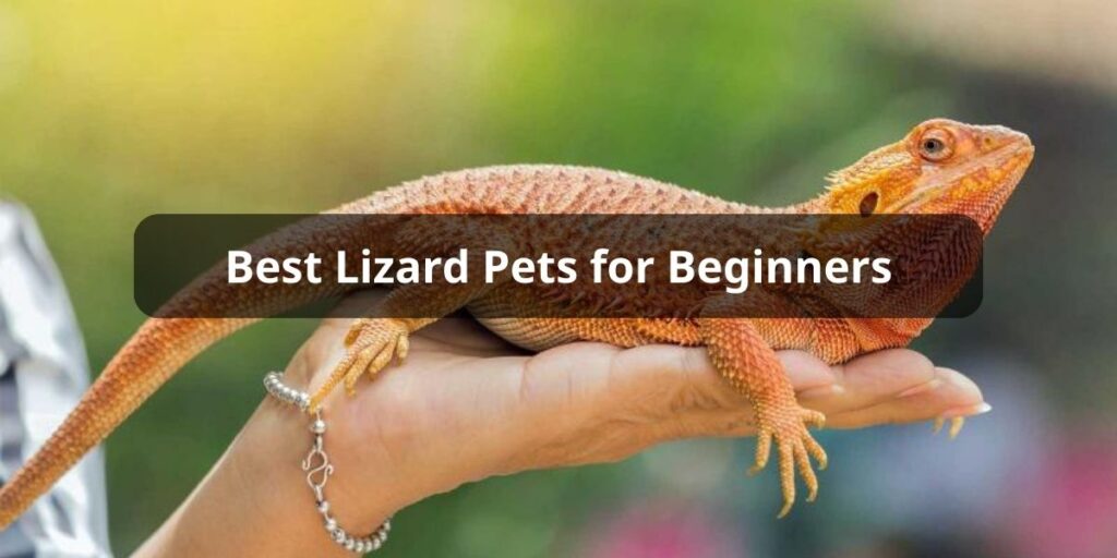 Best Lizard Pets for Beginners