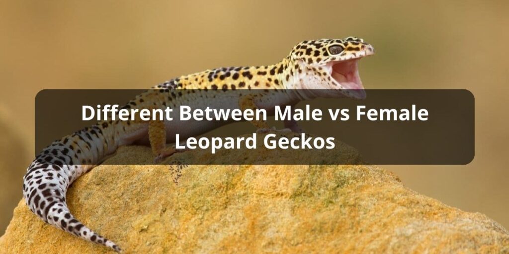 Different Between Male vs Female Leopard Geckos