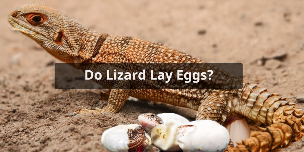 Do Lizard Lay Eggs