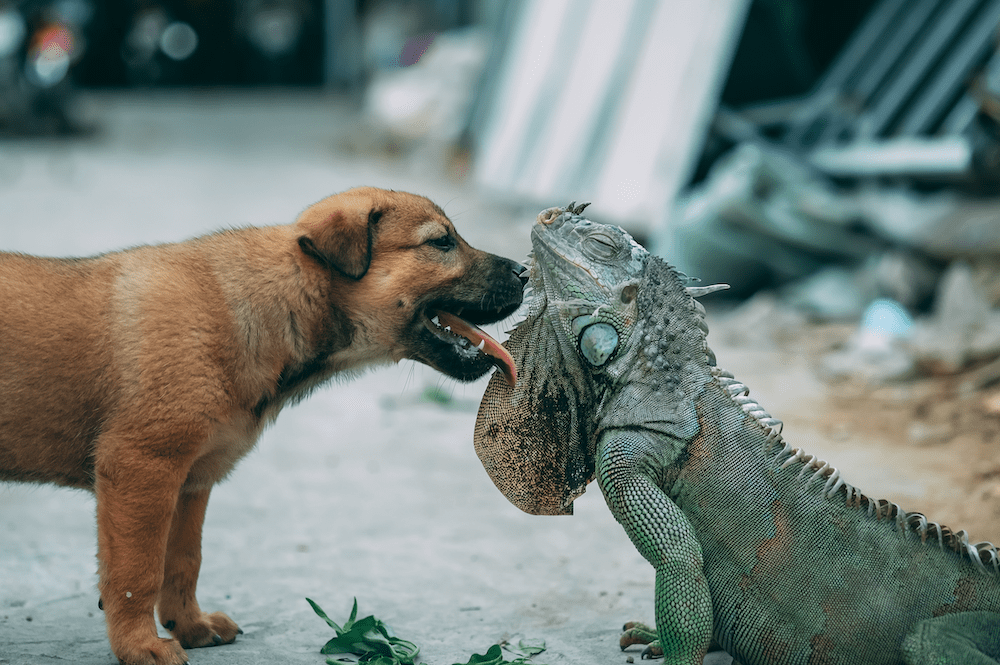 Why Do Dogs Eat Lizards