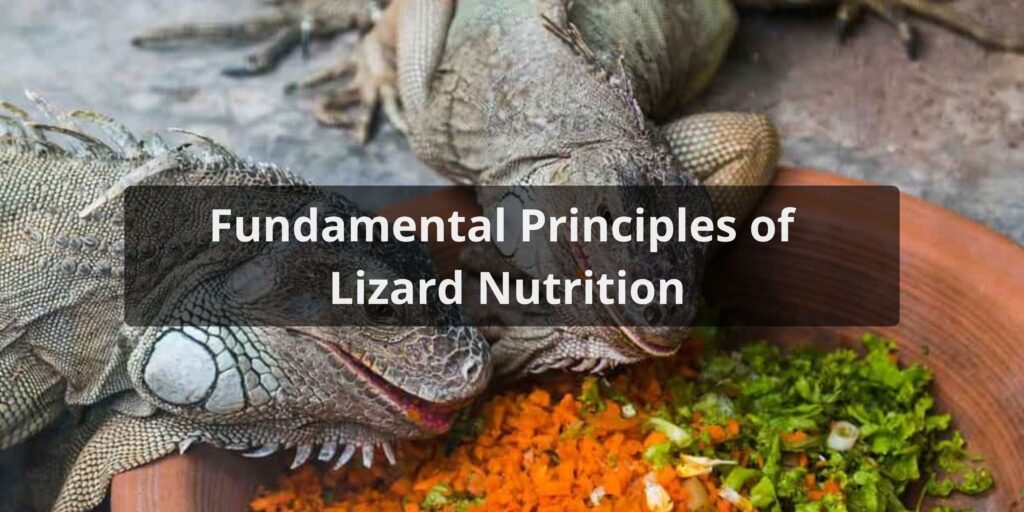 Fundamental Principles of Lizard Nutrition
