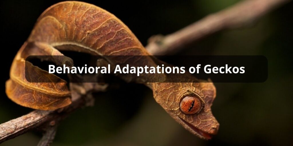 Gecko Behavioral Adaptations
