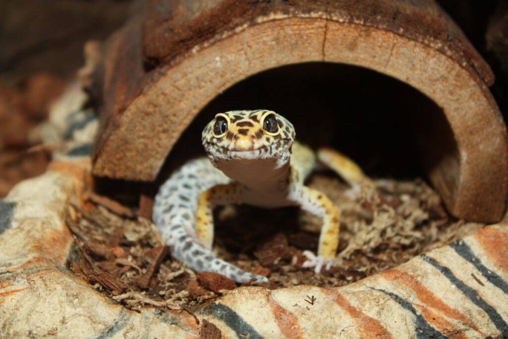 Understanding Your Geckos Body Language