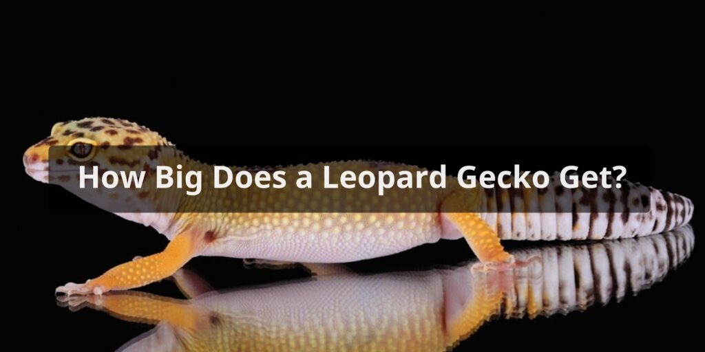How Big Does a Leopard Gecko Get