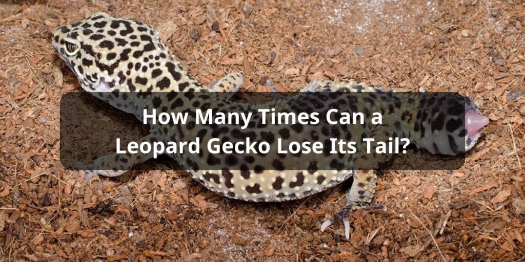 How Many Times Can a Leopard Gecko Lose Its Tail