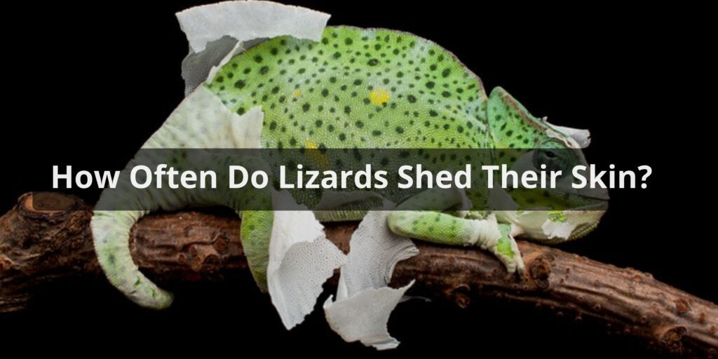 How Often Do Lizards Shed Their Skin