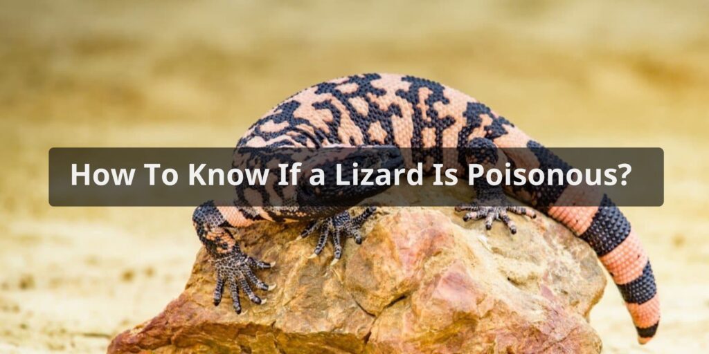 How To Know If a Lizard Is Poisonous