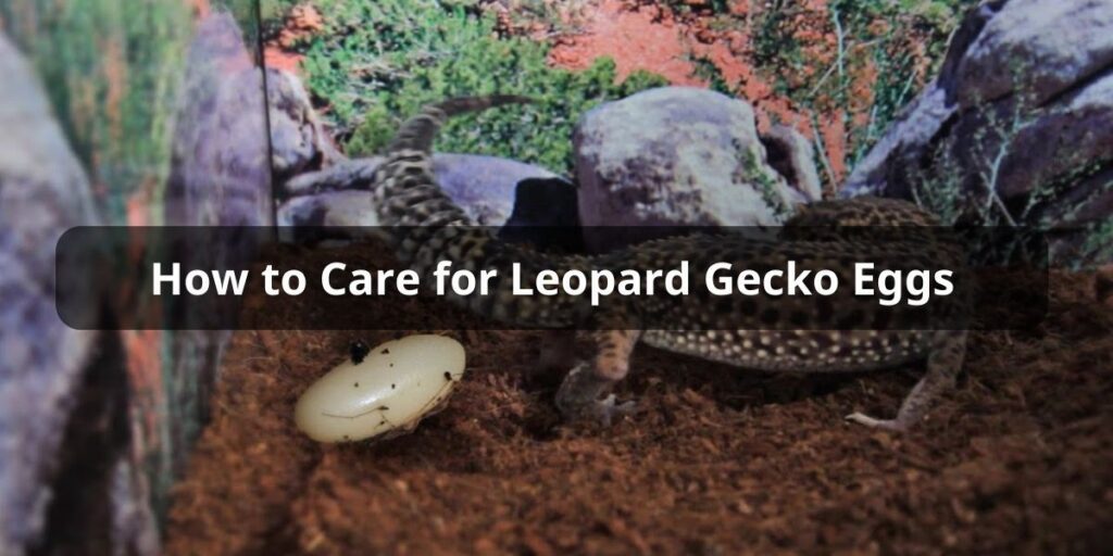 How to Care for Leopard Gecko Eggs