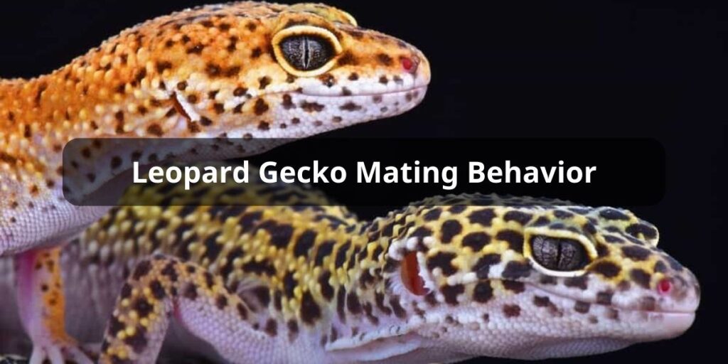 Leopard Gecko Mating Behavior