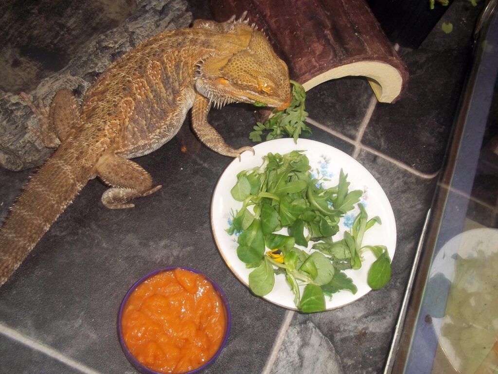 Signs Your Lizard Needs More Food
