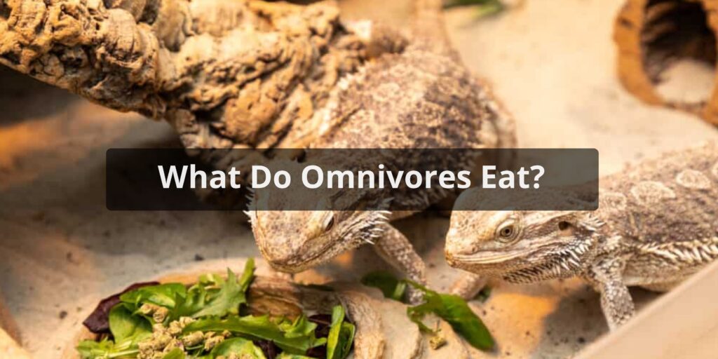 What Do Omnivores Eat