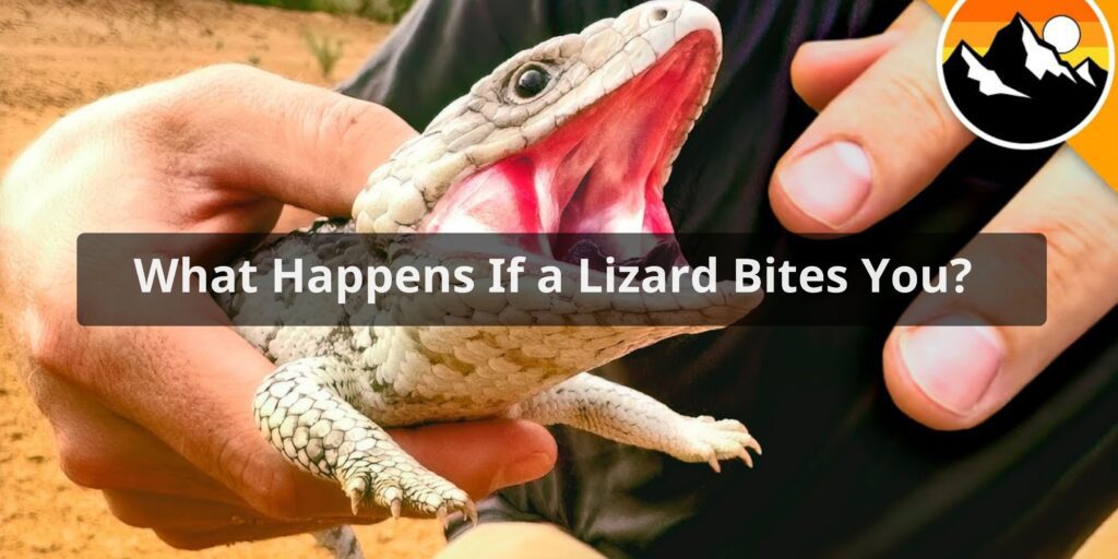 What Happens If a Lizard Bites You