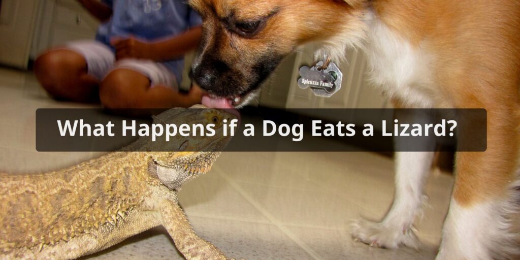 What Happens if a Dog Eats a Lizard