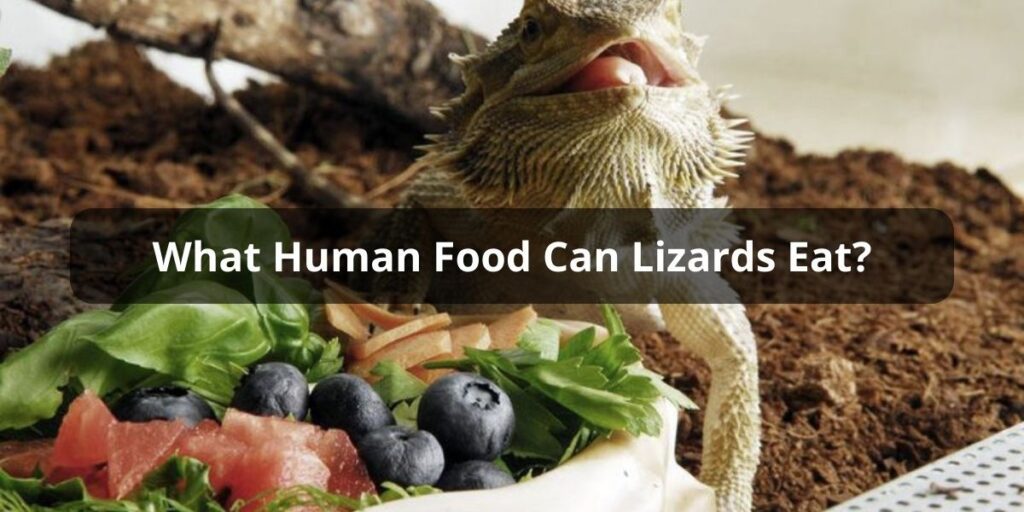What Human Food Can Lizards Eat